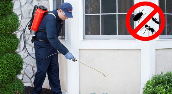 Yalova Fare İlaçlama böcek ilaçlama ve haşere kontrolü — ilaclama-tr.com